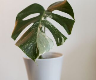 Enhance-Wellbeing-Plants-Before-People-02