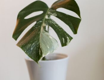 Enhance-Wellbeing-Plants-Before-People-02